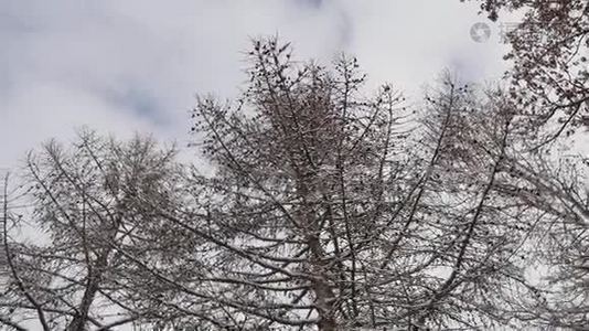 干枝树，松果，冬雪，风景自然视频