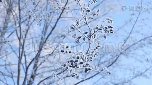 冰冻的树枝林登树在雪地上的蓝天自然景观冬季视频