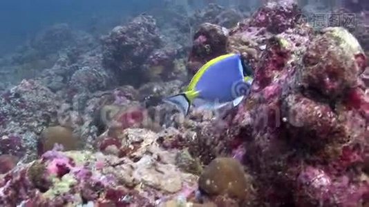 美丽的蓝色鱼背景红色珊瑚水下马尔代夫的海洋。视频