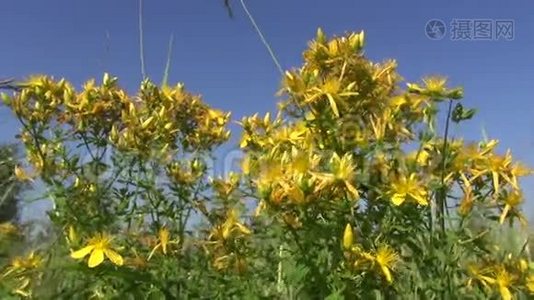 医学草本植物图桑-圣约翰草风中的花视频