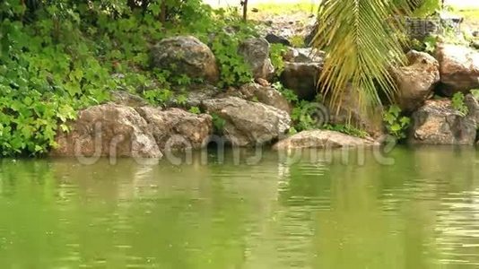 大蟾蜍坐在靠近池塘的石头上视频