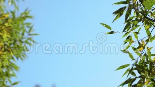 大自然清澈的蓝天背景，以清新的第一春树叶为自然框架。 实时4K录像视频