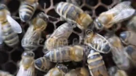 工作蜜蜂用蜂蜜做蜂巢。视频