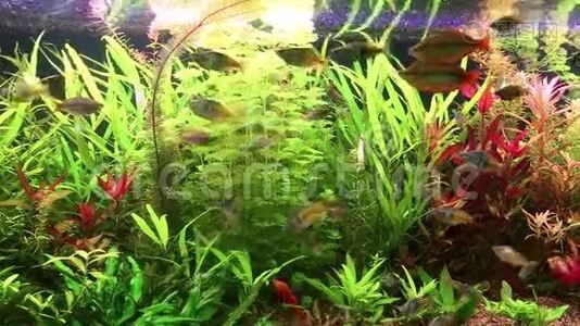 水族馆鱼类和水生植物视频