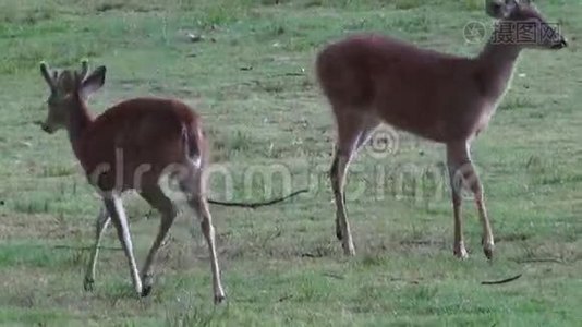 鹿、麋鹿、驼鹿、哺乳动物、动物园动物、野生动物视频