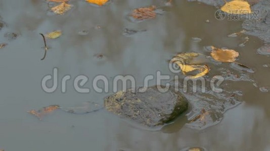 漂浮在水池里的黄叶是一块石砖视频