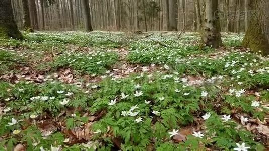 春天森林里的花视频