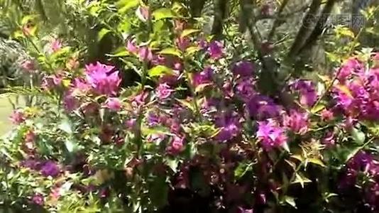 盛开的澳大利亚植物视频