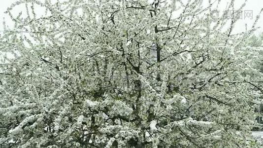 樱花带落雪.视频