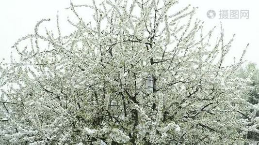 樱花带落雪.视频