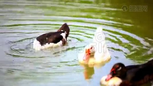 在池塘里游泳的鸭子。 重点从视频