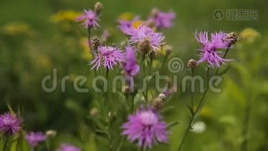 美丽的紫色野花视频