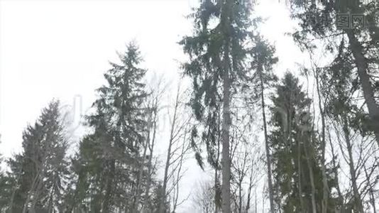 山间的冬林..视频