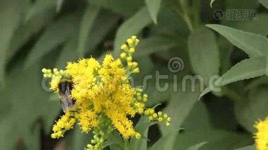 大黄蜂采集花蜜.视频