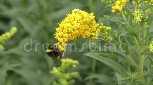 大黄蜂采集花蜜.视频