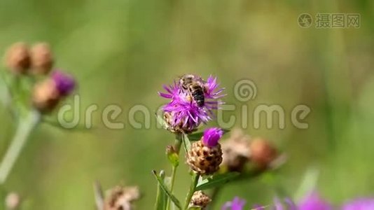 一只蜜蜂在草地上采花蜜视频