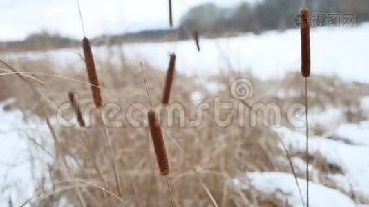 白雪皑皑的冬季俄罗斯风景中，河上长满了干枯的草视频