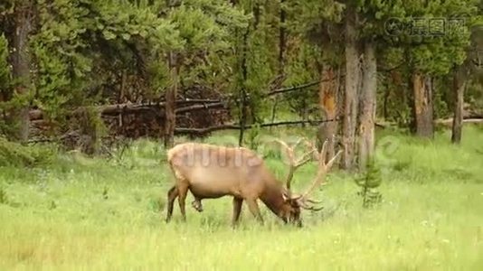 大牛麋鹿西部野生动物黄石国家公园动物视频