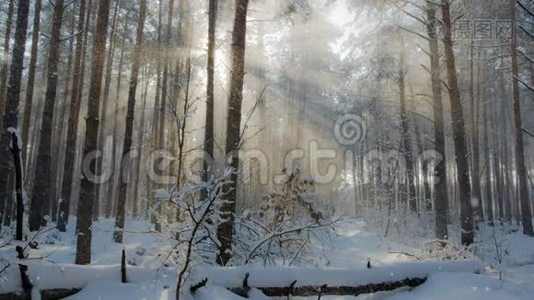 冬天公园里积雪覆盖着树木视频