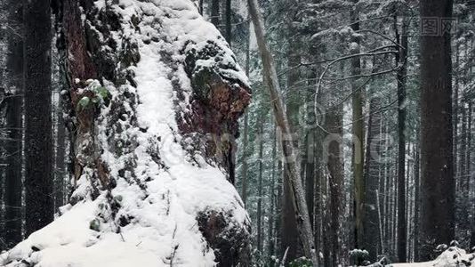 冬林中白雪覆盖的老树视频