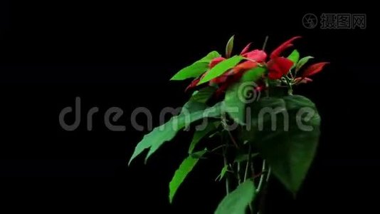 圣诞植物一品红视频