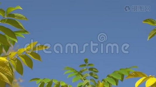 大自然清澈的蓝天背景，以清新的第一春树叶为自然框架。 实时4K视频镜头..视频