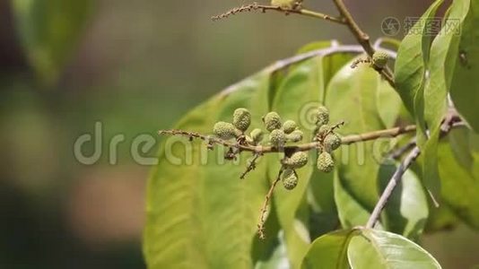 绿色龙眼果花.视频