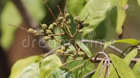 绿色龙眼果花.视频