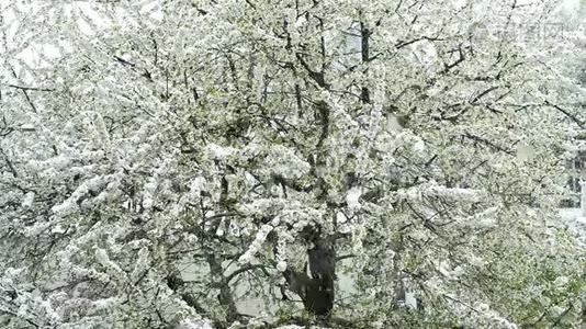 樱花带落雪.视频