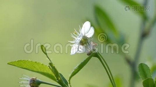 春天花园里的白色樱花视频