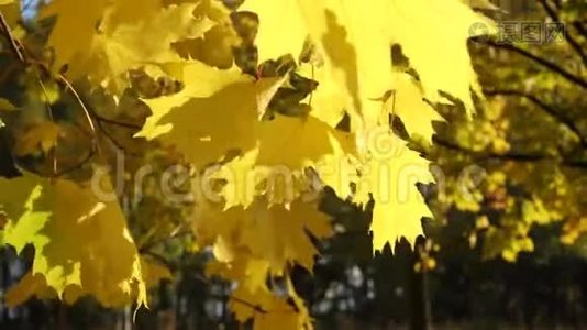 秋天森林里的黄叶视频