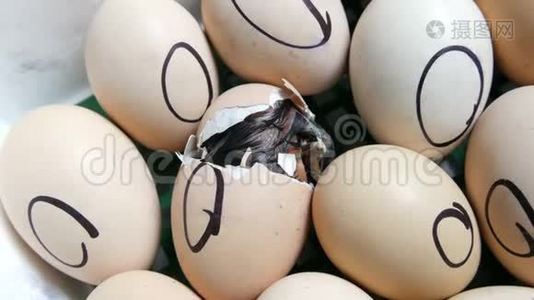 鸡蛋里的鸡移动试图突破外壳。 特殊农业孵化器内的新生鸡视频