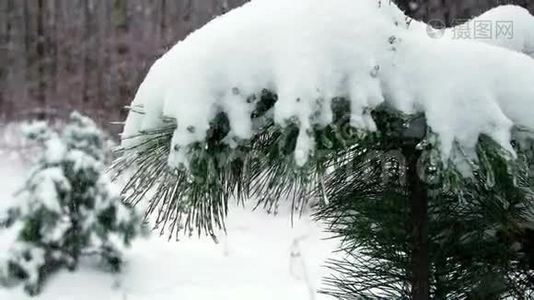 冬季森林视频