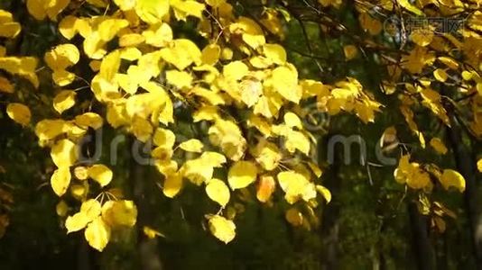 秋天森林里的黄叶视频