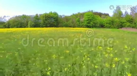 鸟瞰盛开的田野和蓝天..视频