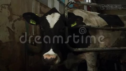 牛在农场的摊位上视频