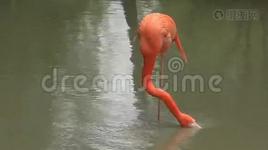 粉红火烈鸟视频