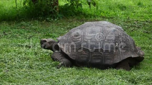 加拉帕戈斯龟，黑地奥谢隆视频