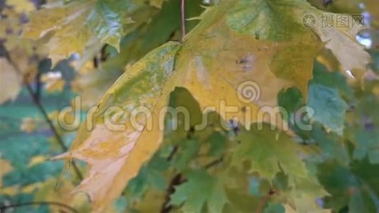 秋天的黄叶雨后湿润视频