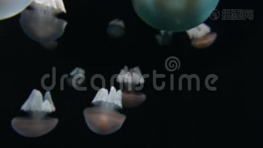 桶状水母，根瘤视频