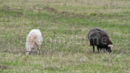 绵羊吃草。 第一片春草视频