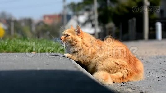 不错的姜西伯利亚猫躺在街上。视频