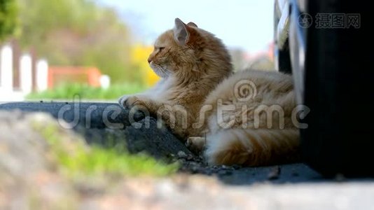 不错的姜西伯利亚猫躺在街上。视频