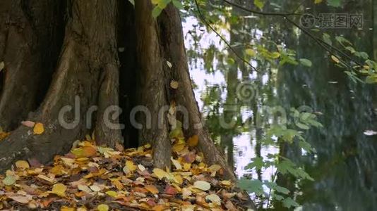 秋天湖畔树木的树、落叶和倒影视频