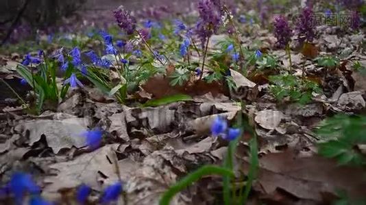 春天五彩缤纷的花朵在森林中盛开在春天的公园里。 林中的花，紫堇..视频