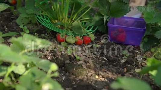 夏天在花园里收获草莓视频