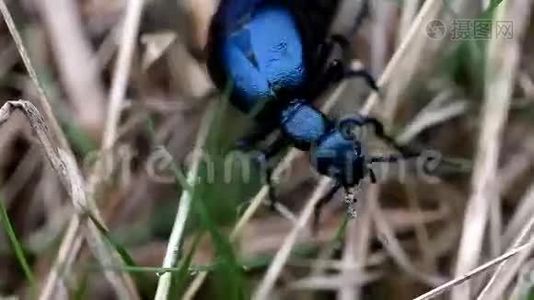 美丽的大发光甲虫视频