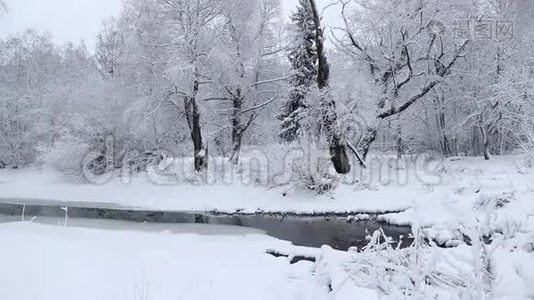 冬天的风景，大自然在雪地里，下着雪视频