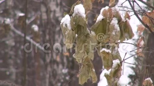 下雪时，干燥的雪覆盖了树叶视频