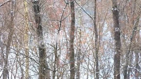阴天的冬季森林降雪视频